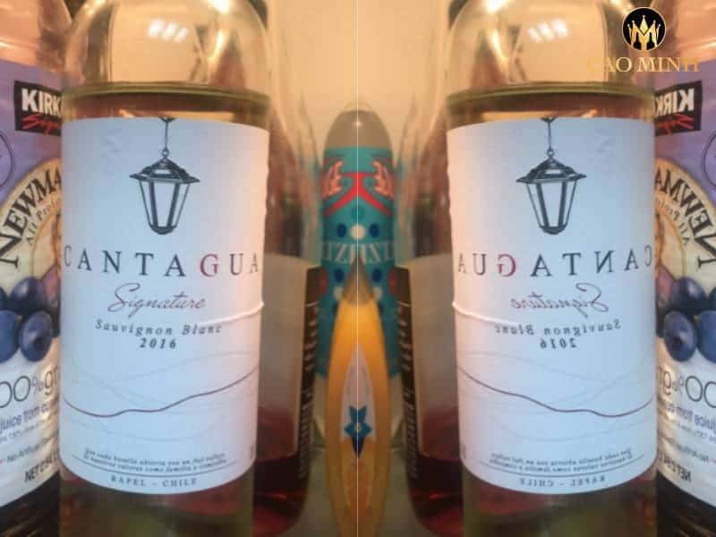 Tìm hiểu những điểm đặc sắc mà rượu vang Chile Cantagua Sauvignon Blanc