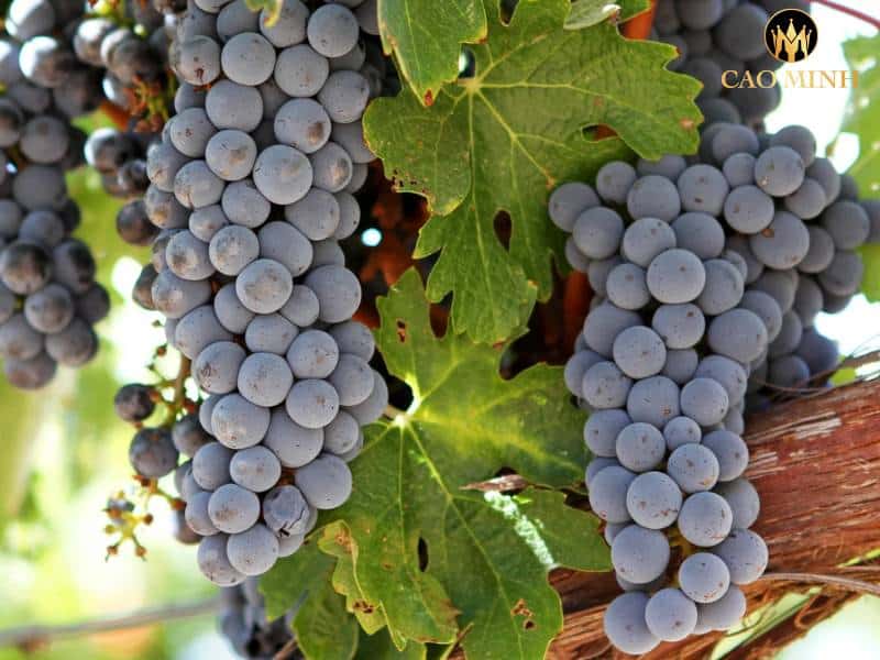 Tìm hiểu về giống nho Cabernet Sauvignon - nguyên liệu thần kỳ của rượu vang đỏ