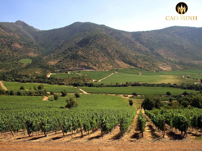Maule Valley - Một trong những vùng đất trồng nho đầu tiên ở Chile