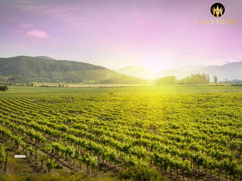 Tìm hiểu về Vina Carta Vieja – nhà sản xuất vang top đầu của đất nước hình quả ớt, Chile