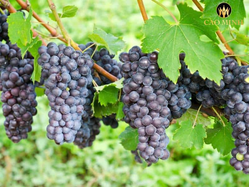 Nebbiolo - Giống nho xuất hiện trong nhiều chai vang đỏ nổi tiếng ở vùng Piedmont
