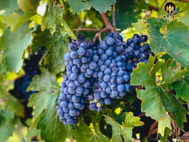 Tìm hiểu về Sangiovese - Giống nho được ưa chuộng trong ngành công nghiệp sản xuất rượu vang 
