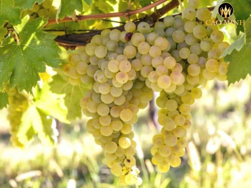 Verdicchio - Giống nho có tiếng trong sản xuất rượu vang trắng