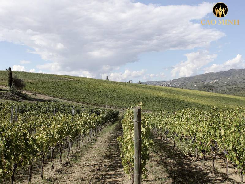 Sensi Vigne e Vini - Điền trang rộng lớn nằm ở Tuscany, Italy