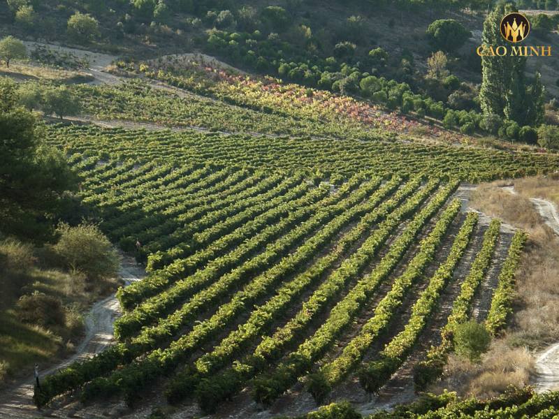 Tìm hiểu về Orby - Nhà sản xuất rượu vang đặc sắc của Pháp