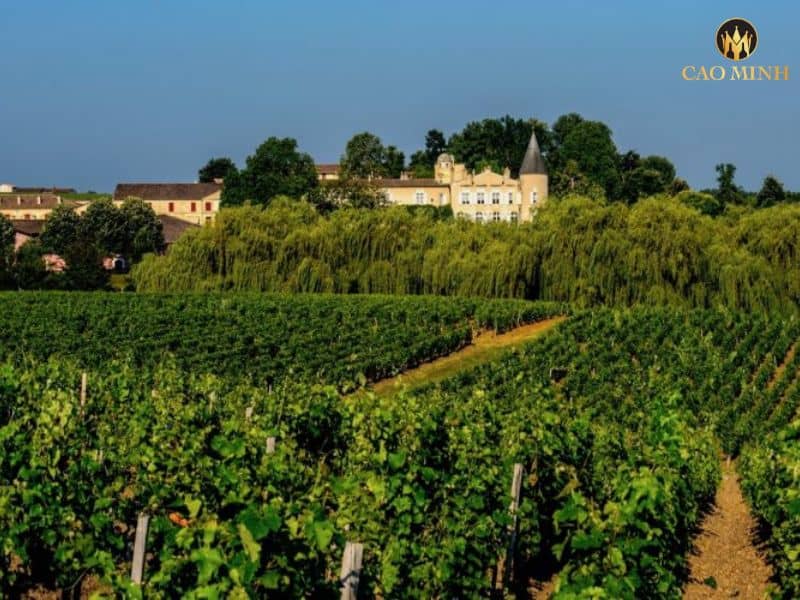 Tìm hiểu về Domaines Barons de Rothschild (Lafite) - Đế chế rượu vang số một tại Pháp