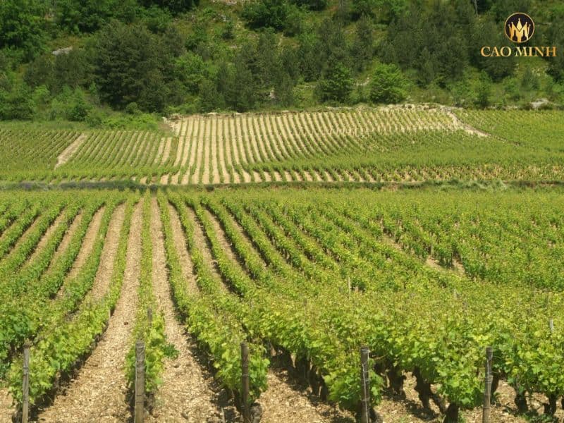 Tìm hiểu về nhà Sản Xuất Moillard - Kỳ Tích Rượu Vang Burgundy 