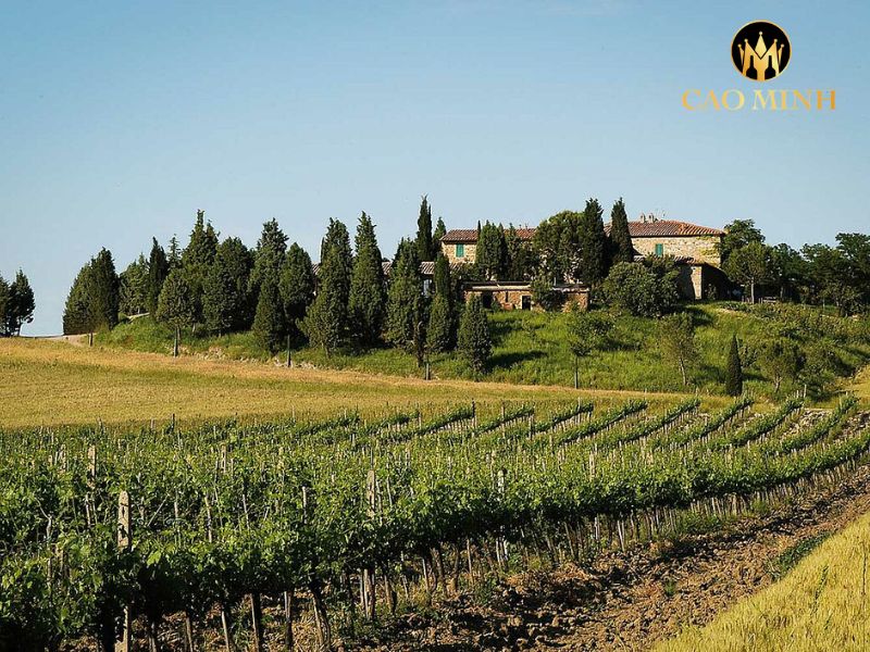 Siro Pacenti Rosso di Montalcino DOC