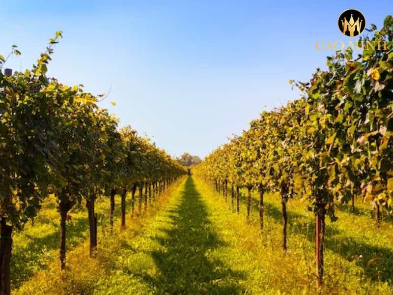 Donum Massenez Premium Assemblage Single Vineyard