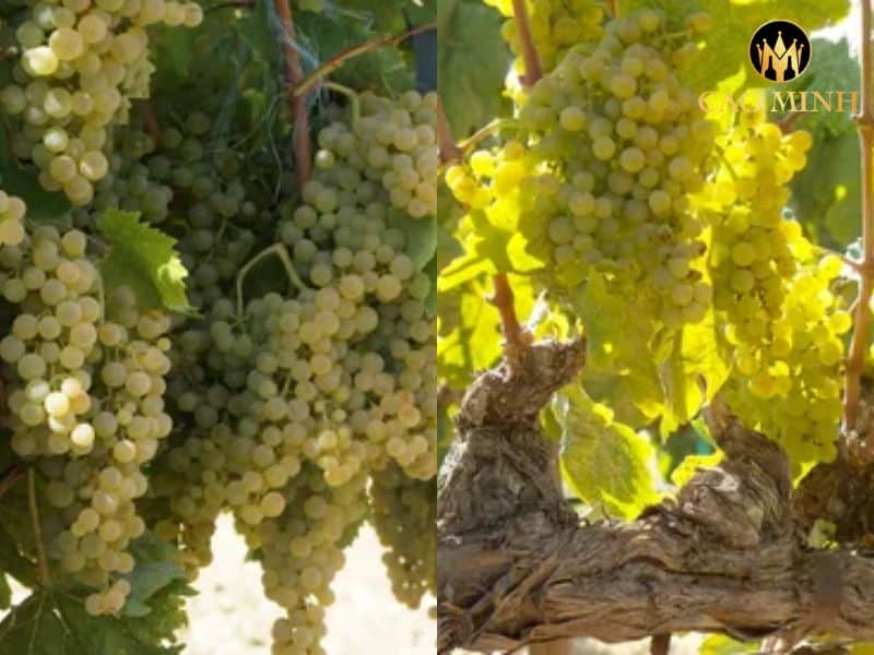 Sự kết hợp giữa Trebbiano và Marsanne làm nên chai rượu vang Georges Duboeuf La Cuvee Blanc