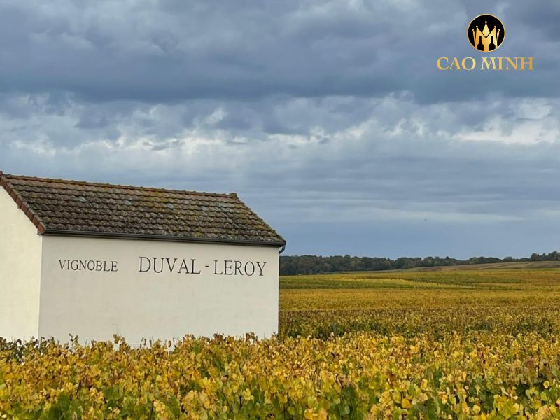 nhà sản xuất Champagne nổi tiếng Duval-Leroy