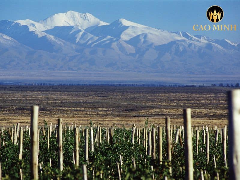 Alta Vista Premium Cabernet Sauvignon 