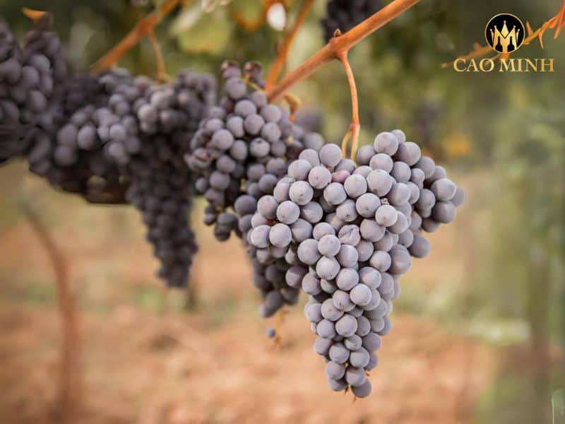 Tasca d'Almerita Regaleali Nero d'Avola 
