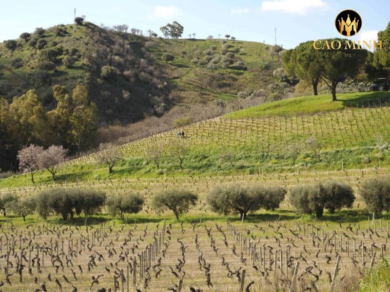 Tasca d'Almerita Regaleali Nero d'Avola 