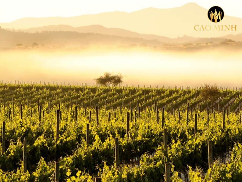 Casablanca Nimbus Single Vineyard Cabernet Sauvignon