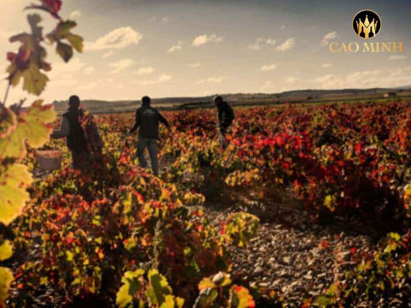 Castillo de Monseran Reserva Garnacha 30 Years Old