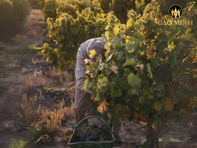 Dona Paula Estate Chardonnay