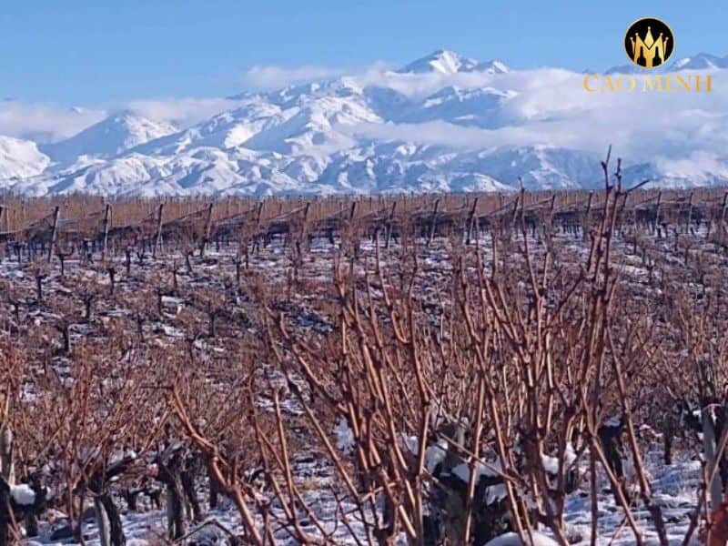 Dona Paula Los Cardos Cabernet Sauvignon