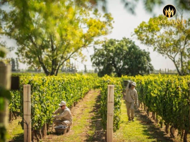 Norton Barrel Select Cabernet Sauvignon