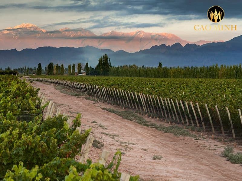 Norton Coleccion Syrah