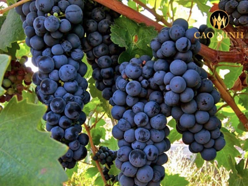 Colleone Sangiovese Primitivo