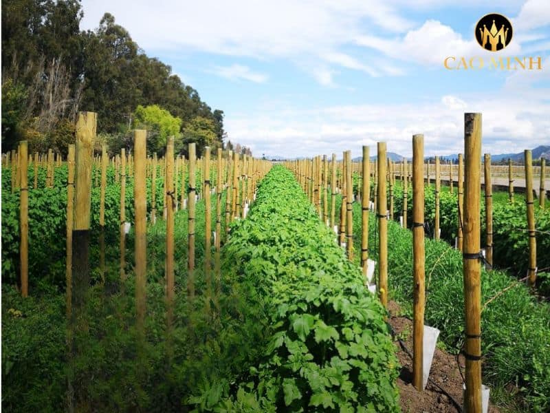 Santa Rita Tres Medallas Cabernet Sauvignon