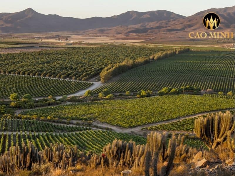 ruou-vang-chile-ocho-reserva-cabernet-sauvignon
