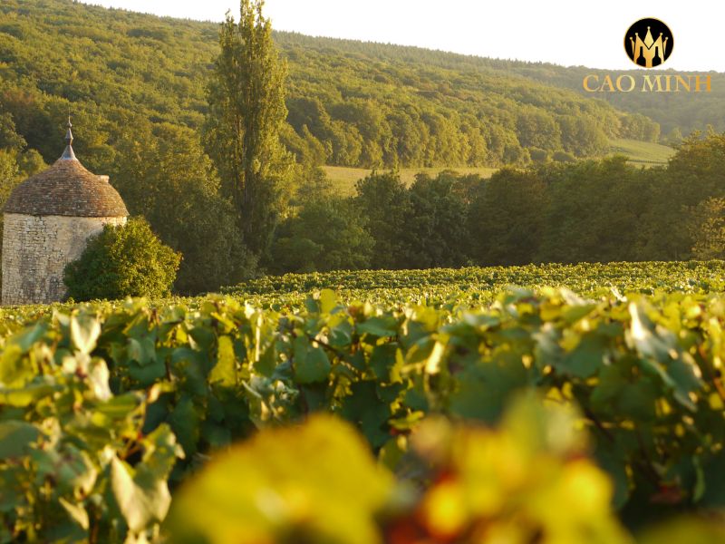 Cave de Lugny-Lugny Saint-Pierre Single Estate