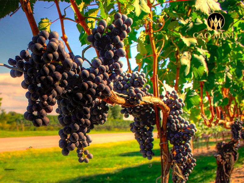 Rượu Vang Tây Ban Nha Montecillo Reserva