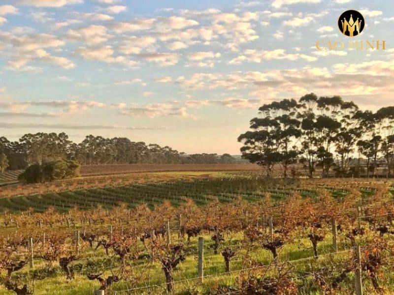 Leeuwin Estate Art Series Riesling