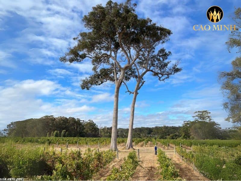 Leeuwin Estate Prelude Vineyards