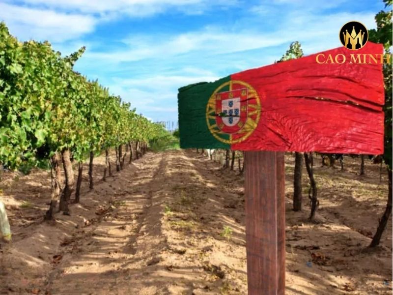 ruou-vang-bo-dao-nha-altano-douro-white