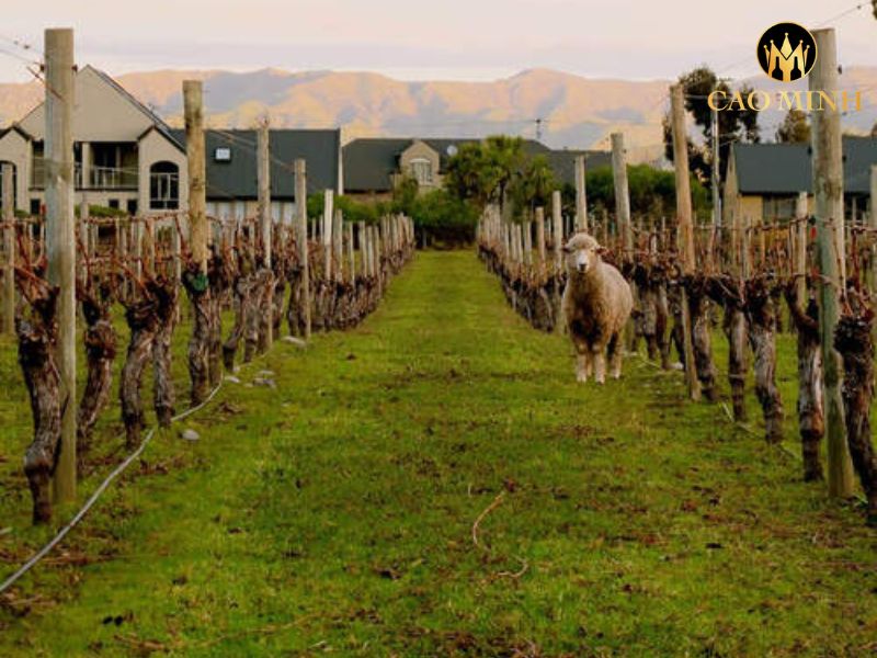 Nobilo Regional collection Pinot Gris