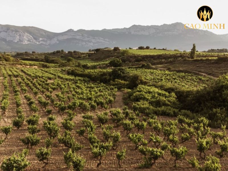 Rioja Alta Gran Reserva 904