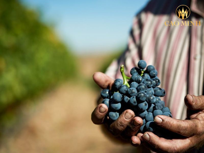 La Rioja Alta Viña Alberdi Reserva