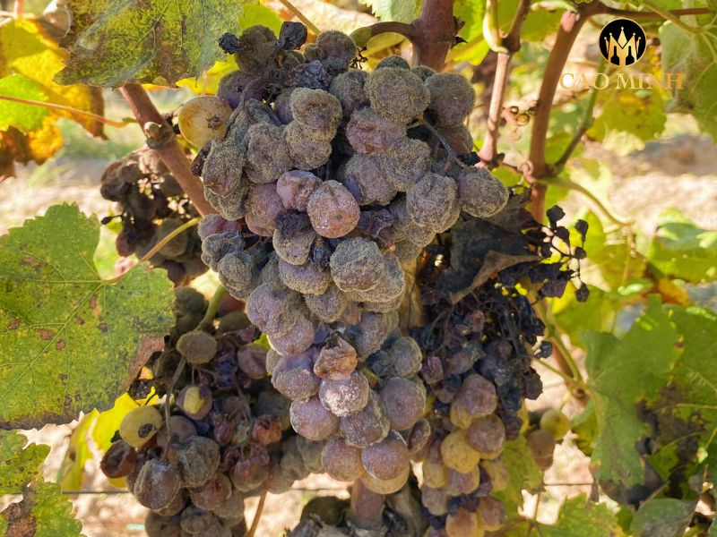 Loại nho Semillon nhiễm nấm quý Botrytis độc đáo