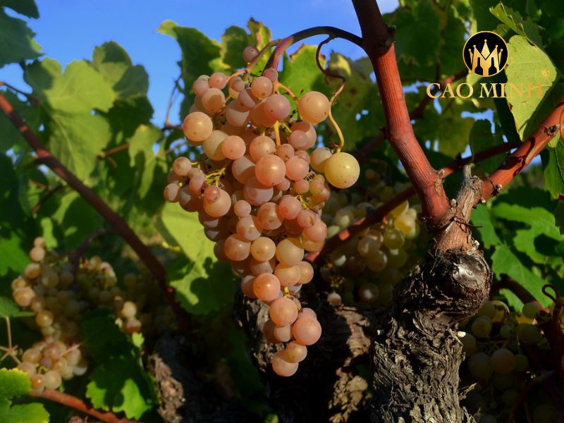 Rượu Vang Tây Ban Nha Freixenet Cordon Negro Brut Cava