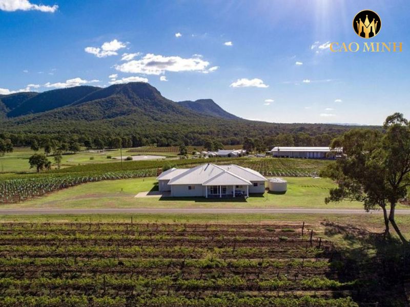 Leogate Estate Black Cluster Shiraz