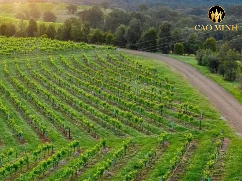 Leogate Estate Gatecrasher Balmain Shiraz Blend