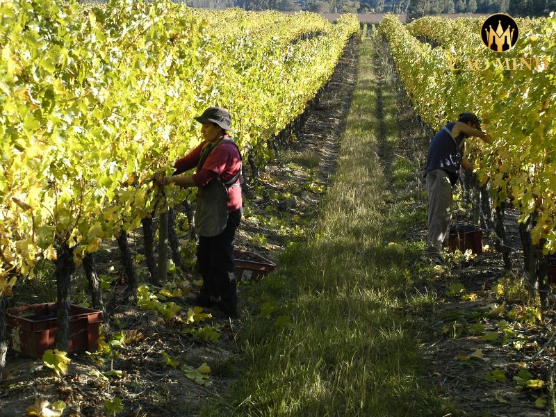 1865 Sventy Year Old Vines