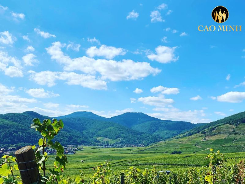 Domaine Weinbach Clos Des Capucins Pinot Noir
