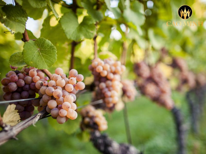 Gewurztraminer Hugel Vendange Tardive