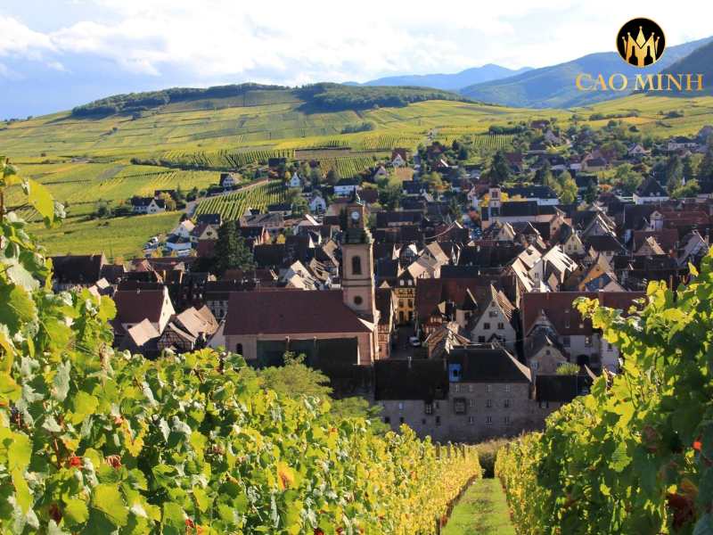 Gewurztraminer Jubilee Hugel Alsace 2009