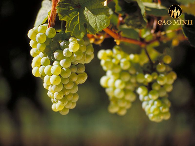Jubilee Hugel Riesling