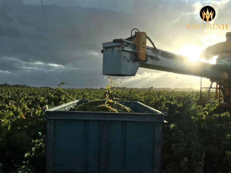 Metala Cabernet Sauvignon