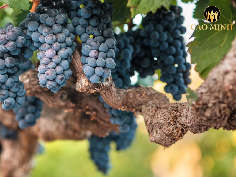 Metala William Formby Cabernet Sauvignon