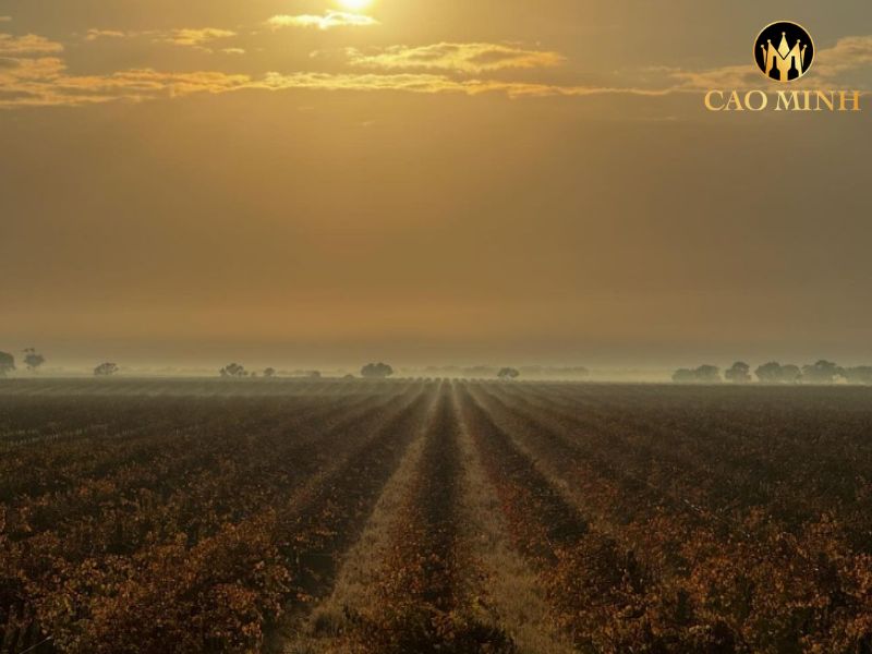 Metala William Formby Cabernet Sauvignon
