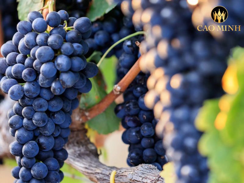 Metala William Formby Shiraz