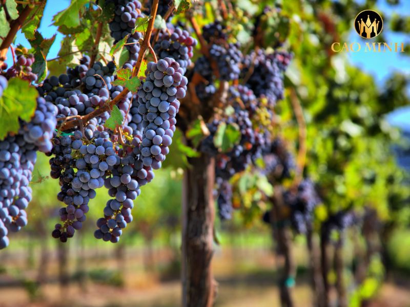Domaine Vincent Sauvestre Bourgogne Pinot Noir