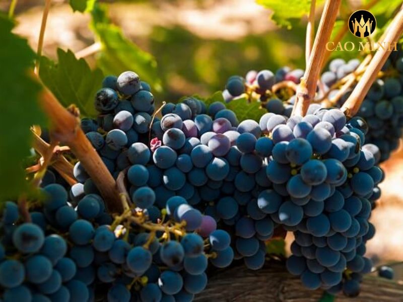 Killibinbin Scarlet Petit Verdot Langhorne Creek